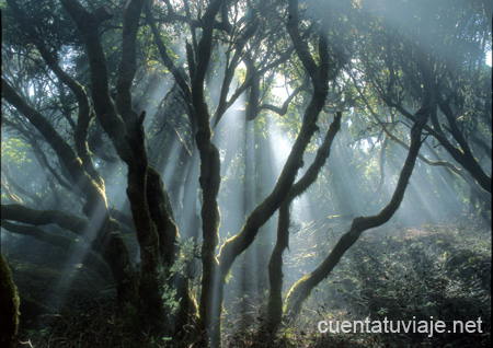 Sendero de La Llanía. Parque Rural de Frontera. El Hierro.